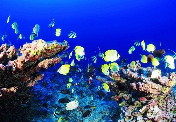 Интересные факты про Большой Барьерный риф. Большой Барьерный Риф, Кораллы, Фото, Подборка, Длиннопост