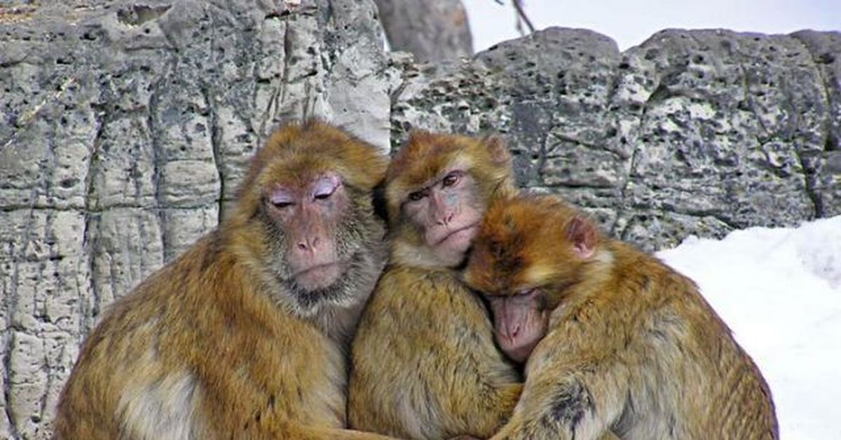 На троих. Три обезьяны обнимаются. Трое. Трое смешных. Сообразим на троих.
