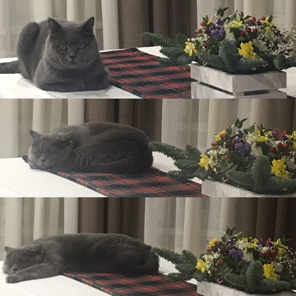 The best Christmas table decoration - My, cat, New Year, 