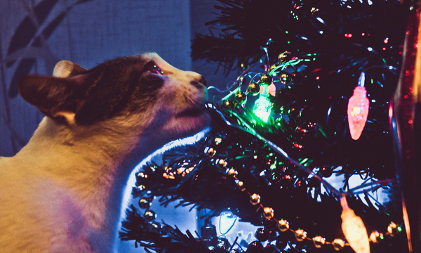 Новый год в Хабаровске!