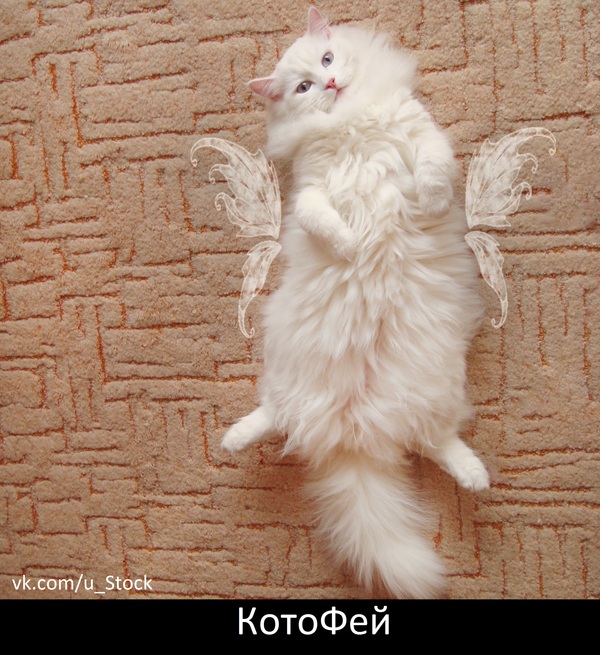 Kotofey - My, cat, Fairy, Lies, White, Carpet
