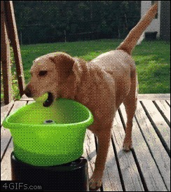 Сам себе развлекатель