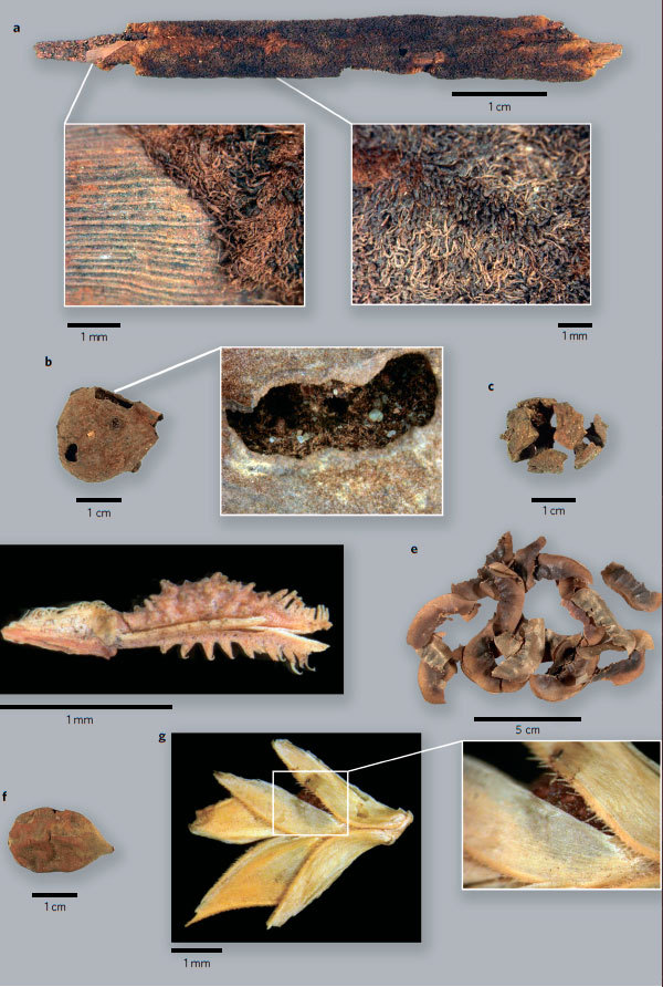 To the delight of vegetarians: scientists learned when people began to boil plants in pots. - Anthropogenesis, Anthropogenesis ru, Evolution, Plants, , Longpost