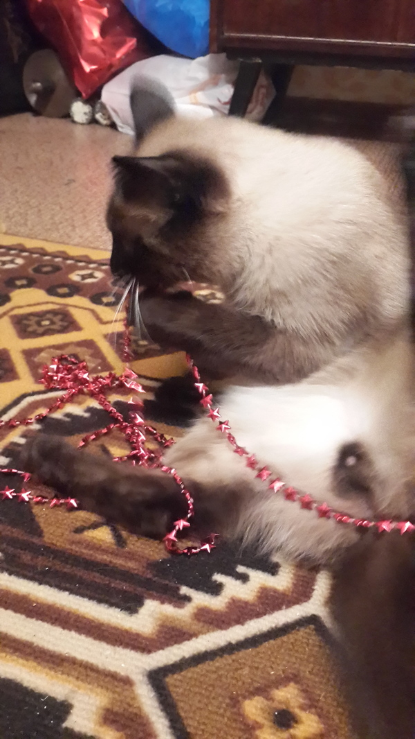 Happy New Year! Kittens for everyone! - My, cat, Beads, New Year