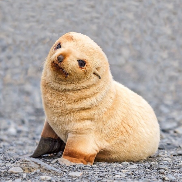 Kitty. - Fur seal, Seal, Pinnipeds, Milota, Animals, Nyasha