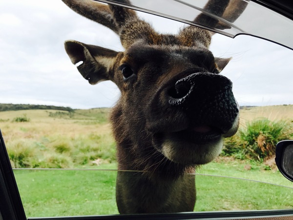 Suddenly... - My, Deer, wildlife, Joke, Humor, Photo, Deer