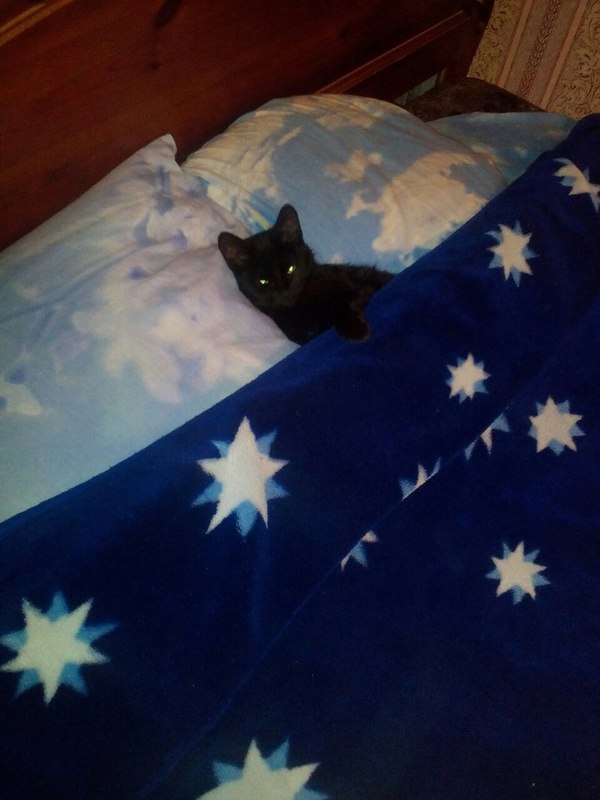 Where's my coffee in bed, slave? - My, cat, 