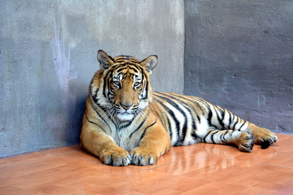 Animals in zoos always have dull eyes. - My, Zoo, Animals, Sadness, Cell, Longpost