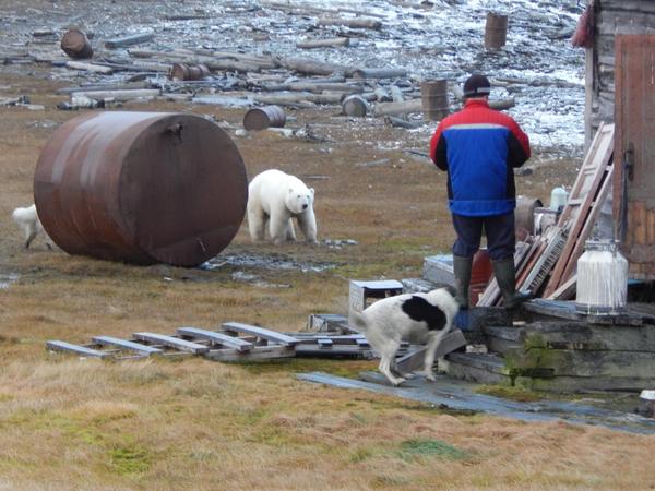 A bit of the Arctic - My, Arctic, Polar bear, Weather station, Dog