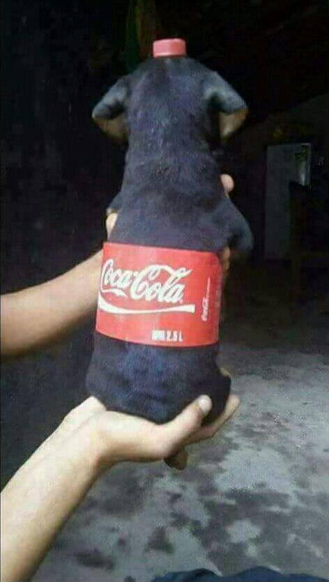 Happy New Year.:) - Coca-Cola, Dog, New Year