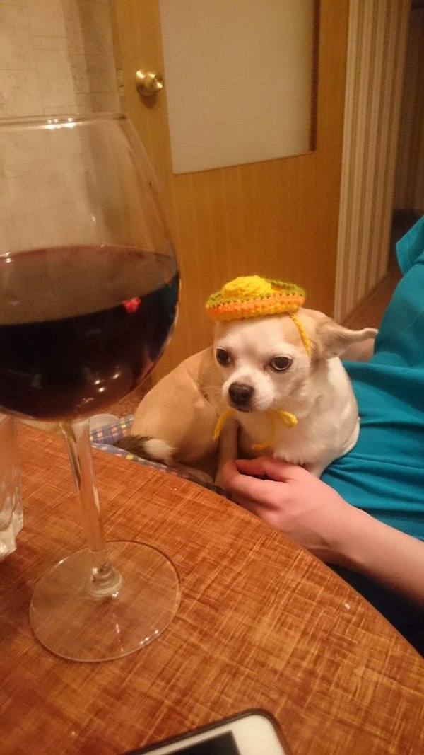 Answer to cats in tinsel - My, Chihuahua, Sombrero, Wine, Saint Petersburg, Dog