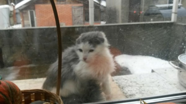 Kitten freezes - My, In good hands, Kittens, cat, Help