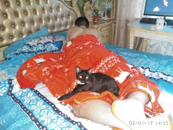 my son and cat - New Year, My, House, cat