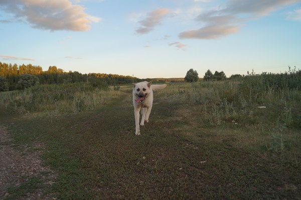 Well in the village in summer - My, Dog, Goat, Summer, First post, Photo, Longpost