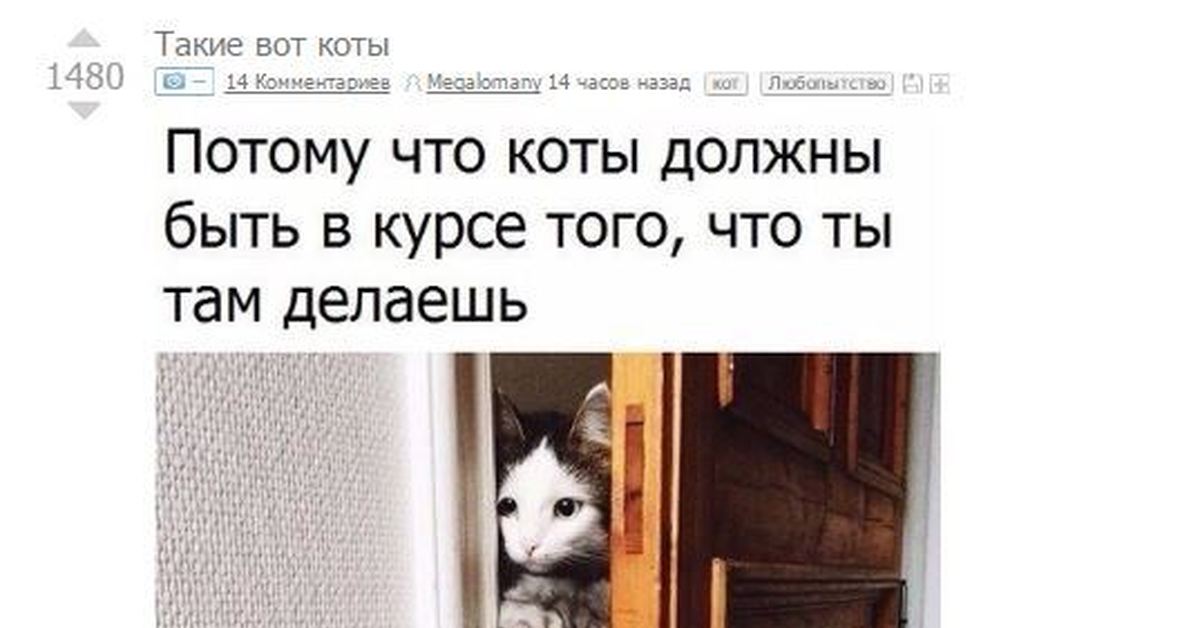 Я и твой кот. Кошачье любопытство цитаты.