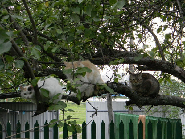 CATS HAVE ARRIVED! - My, cat, Spring, Arrival