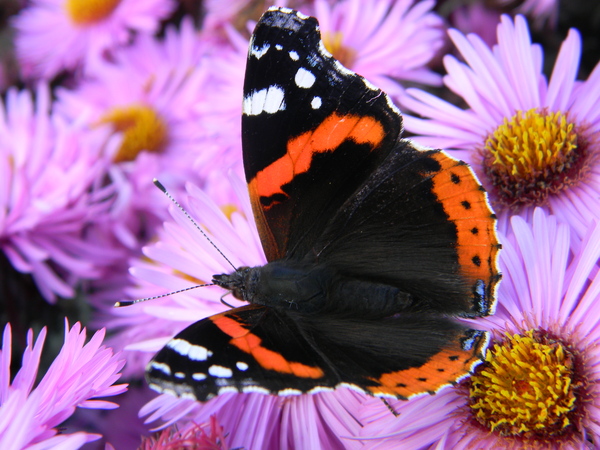 A little summer - My, Butterfly, Swallowtail, , Admiral