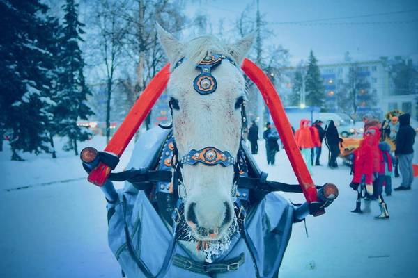 Horse on the city square in Ufa - New Year, Foreshortening, Ufa, Square, Horses