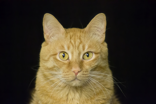 Portrait - My, cat, Photo, Portrait, Nikon d3100