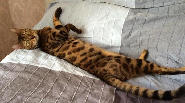 Lost Bengal cat / leopard color - Bengal cat, cat, Help, Lost cat, Saint Petersburg