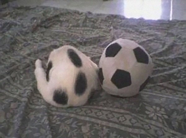 Find a cat - cat, , Ball, Football