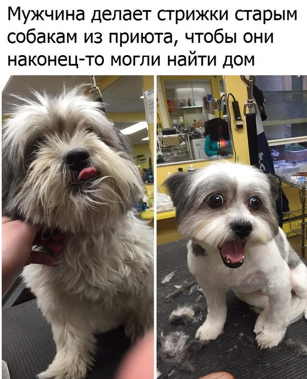 Just like me after a haircut - Стрижка, Kindness, Dog