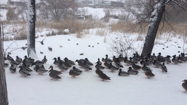 Ornithologists league, is that okay? - My, Duck, Ornithology League, Winter, freezing, Snow