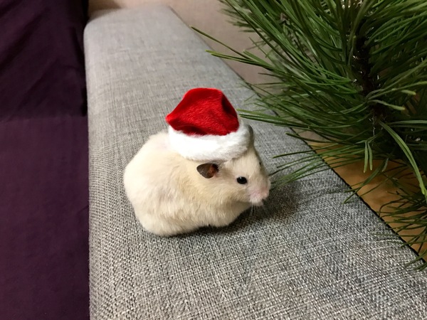 My hamster at the New Year celebration - Hamster, My, My, New Year