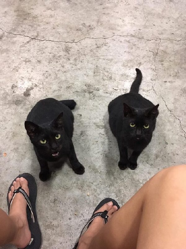 When I went to the wrong neighborhood - cat, Black, Longpost