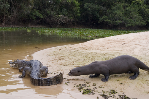 Well, Gena, PvP or pissed? - Otter, Otters, Cheburashka, Gene, Crocodile, Crocodiles