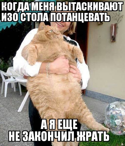 Feast - cat, Feast, Excess weight, Fatty, Dancing, Memes