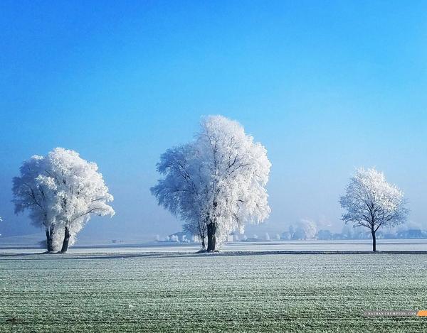 Unusual natural phenomenon in Bavaria - Photo, freezing, Germany, Field, Tree