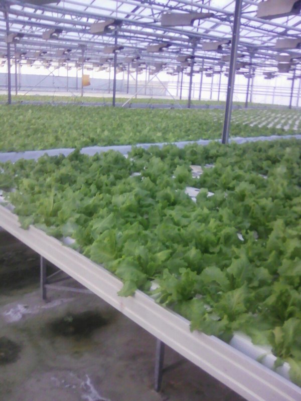 I-import substitution. Vegetable storage freezes near Cherepovets. - Cherepovets, Import substitution, Longpost