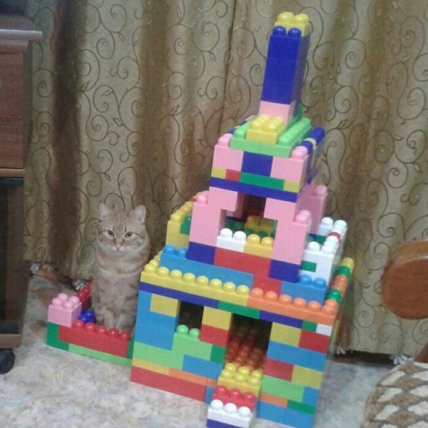 Knight guarding his castle - Lock, cat