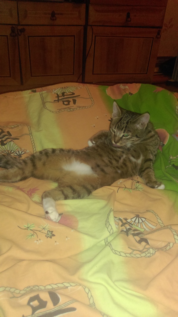 Кота вам в ленту