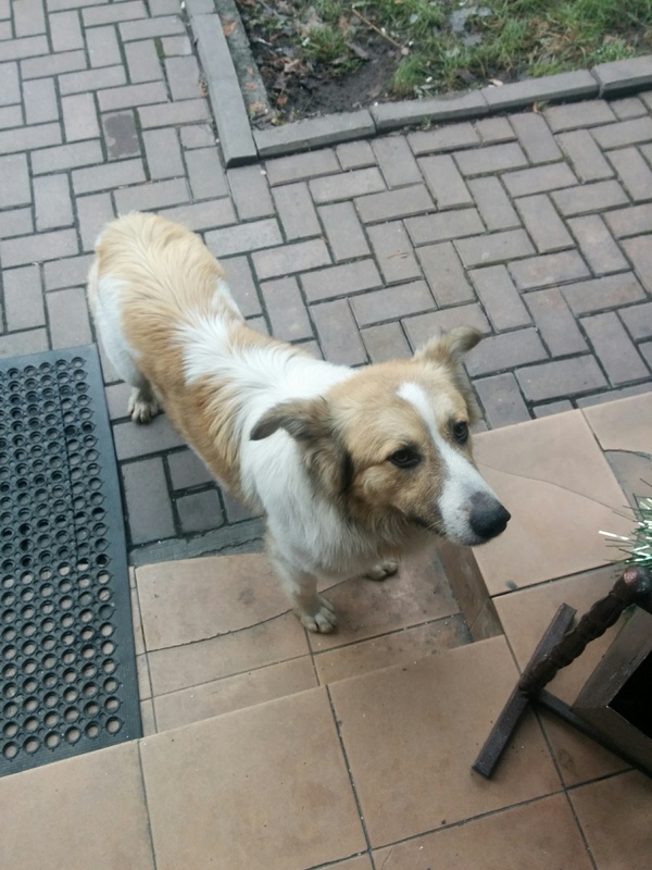 Perhaps someone has lost a dog in Almaty - A loss, Dog, Almaty, My