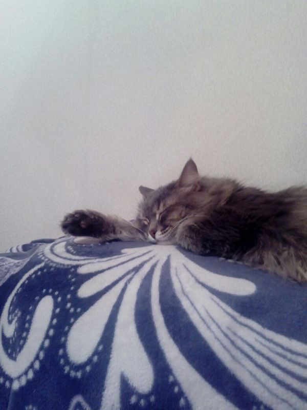 My cat in a dream - My, cat, 