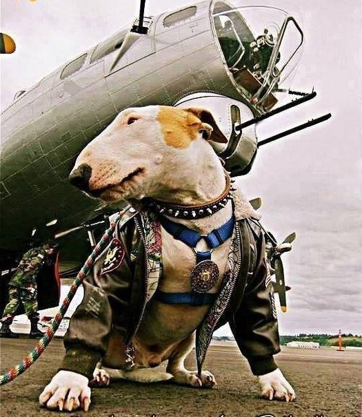 Air force mascot. - Dog, Dogs at war, Photo, Bull terrier