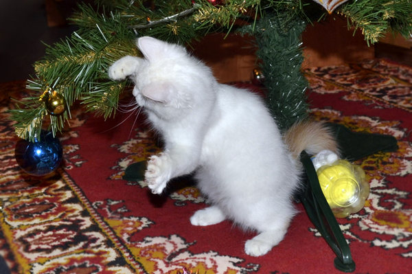 Christmas tree, hold on - My, cat, , Tail, Claws, New Year, , Fluffy, White