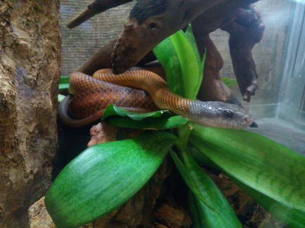 Reptiles of the St. Petersburg Exotarium. - My, Leningrad Zoo, Snake, , 