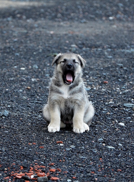 Our little friends... - My, Funny, Dog, Animals, Love, Milota, Longpost, With love, Dogs and people