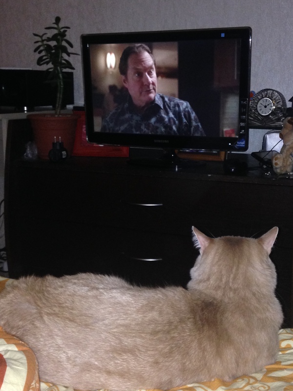 Kote supports evening watching TV shows. - cat, Serials