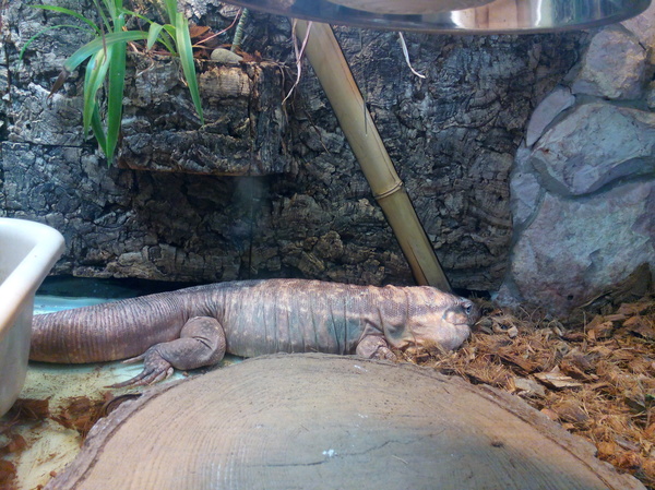 Reptiles of the St. Petersburg Exotarium. - My, Leningrad Zoo, , , Lizard Tegu