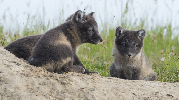 fox family - Photo, Arctic fox, Family, Longpost