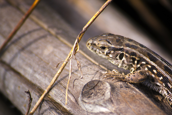 Lizard basking in the sun - My, Jumping lizard, , Reptiles, Lizard