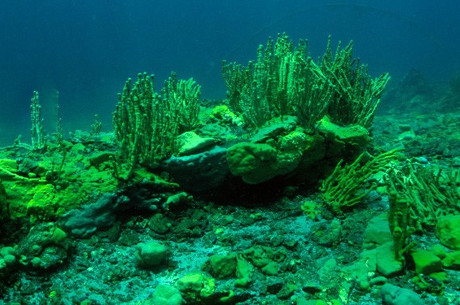 Near the village of Listvyanka on Lake Baikal, Baikal sponges completely died - Baikal, Sponges, Seaweed, Person