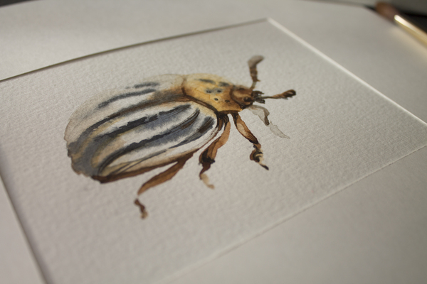 Colorado beetle - My, Colorado beetle, Watercolor, Drawing