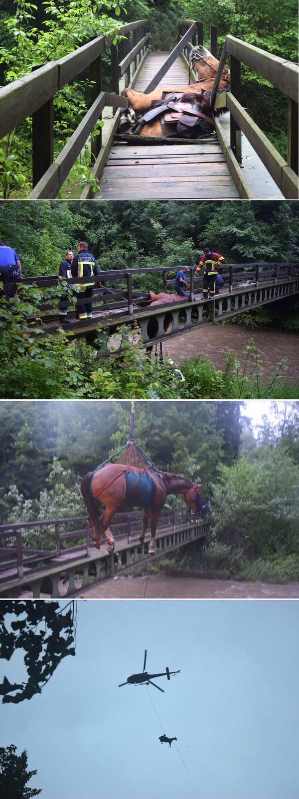 How horses are saved in Switzerland)) - Ministry of Emergency Situations, , Longpost, Switzerland, Bridge, Horses, Animals, The rescue