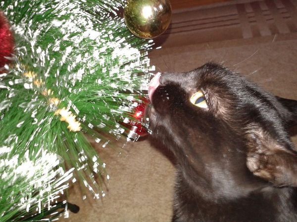 Sincere love of a cat for a Christmas tree! - My, cat, Christmas trees, New Year