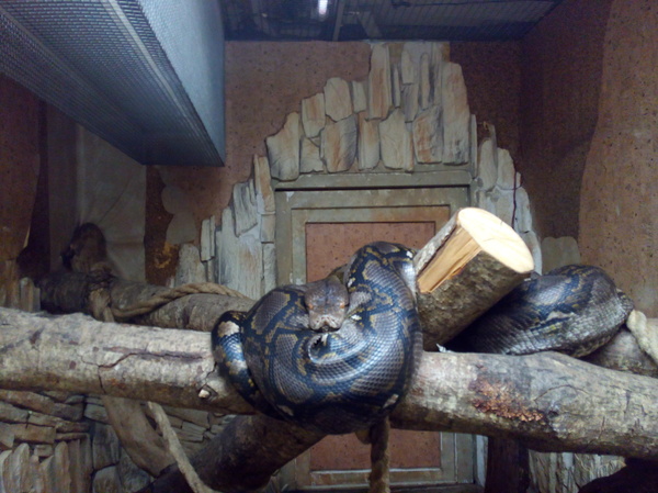 Reptiles of the St. Petersburg Exotarium. - My, Leningrad Zoo, Snake, , Reticulated python